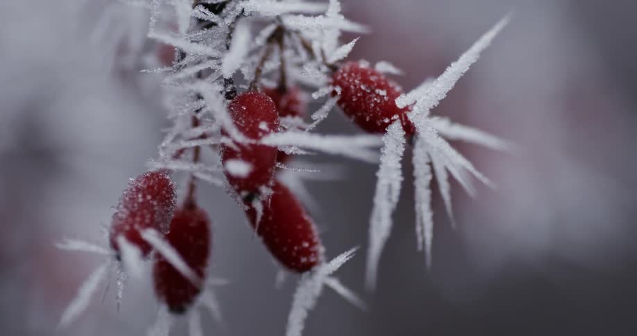 Frosty berries on a bush