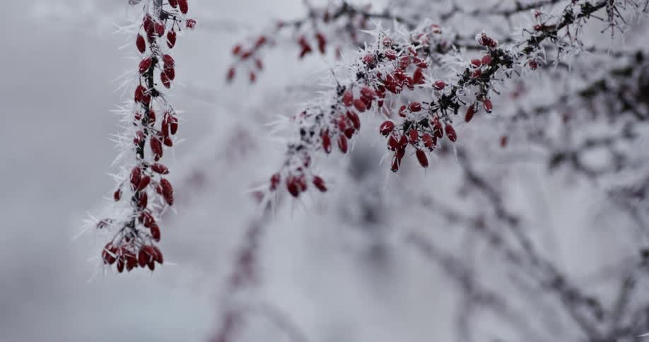 Plants In Winter
