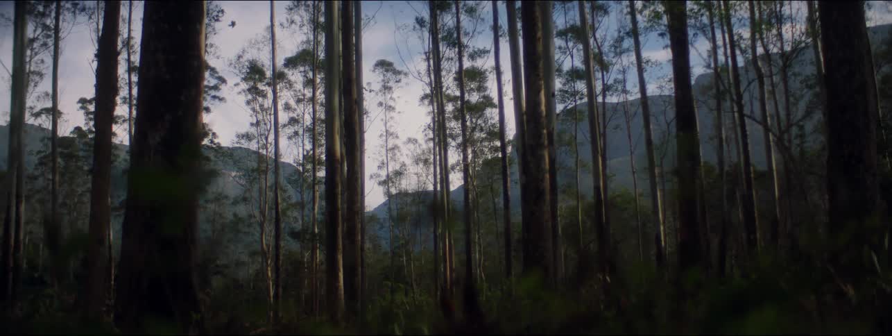 Mountains can be seen through trees in a forest