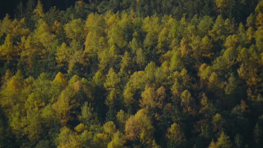 A dense forest of different colored green trees in the wilderness
