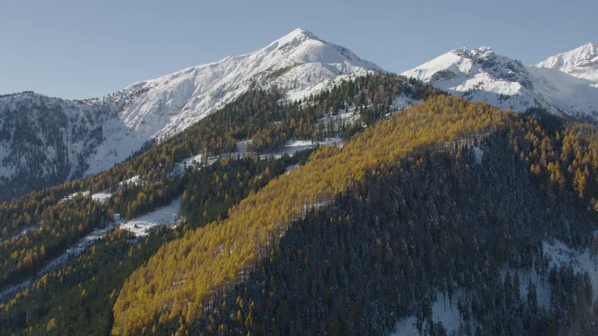 The trees sit under the sun on the mountain