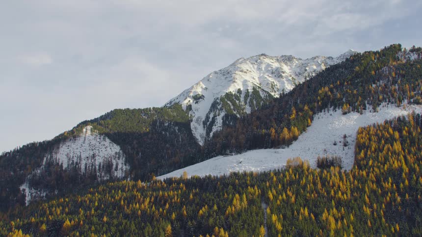 Aerial view of a pine tree forest on the slopes of a snow covered mountain range at morning
