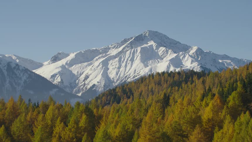 The mountain is solid white with snow past the forest