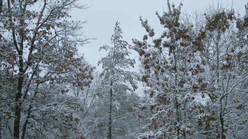 A forest densely packed with trees covered in snow under a grey sky