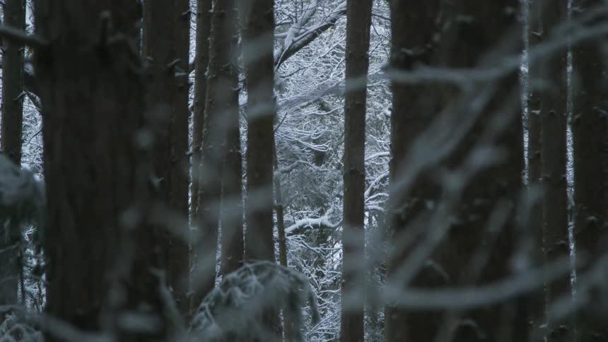 Snow falls in a forest