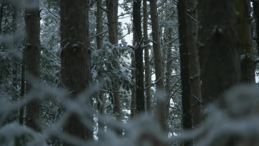 Snow falls in a forest