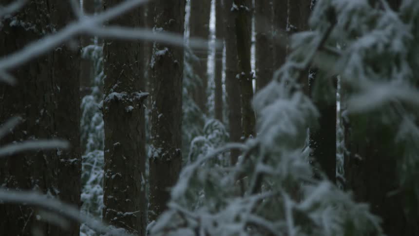 Heavy snow falling on trees in a forest