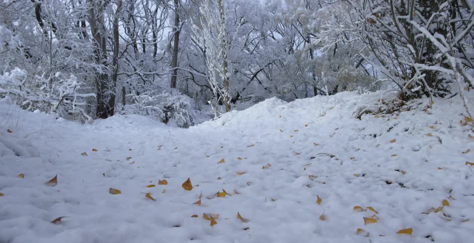 A snow covered forest floor with barren trees and leaves scattered on the ground