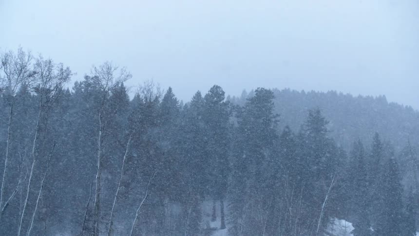 Heavy snow falls before a forest