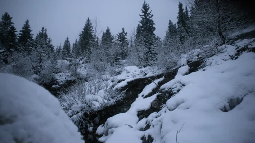 Snow falls on a landscape with pine trees