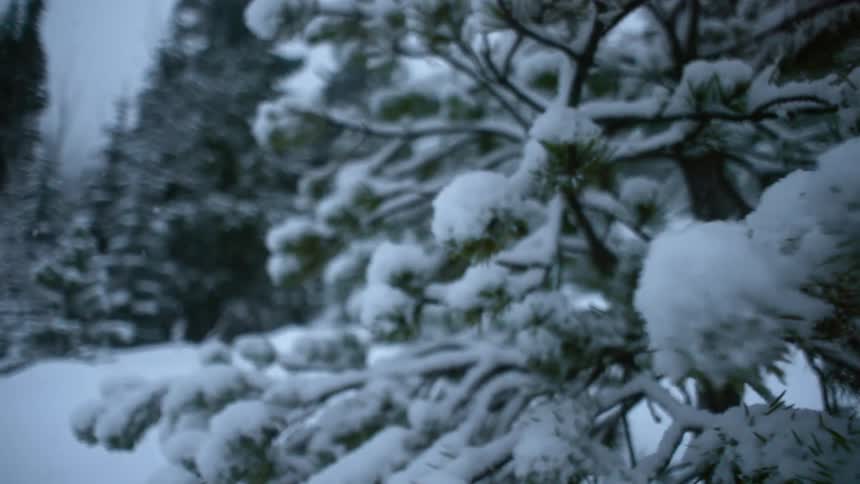 Moving past some trees covered with snow