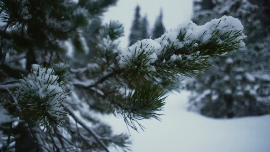 Snow falling and covering pine trees in a forest