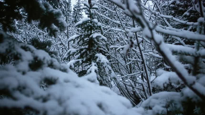 Snow covered trees in a forest