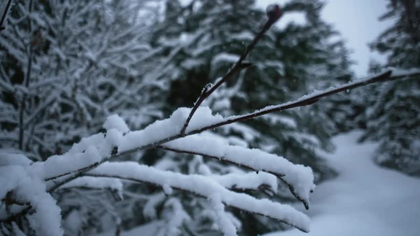 Snow falls on a branch