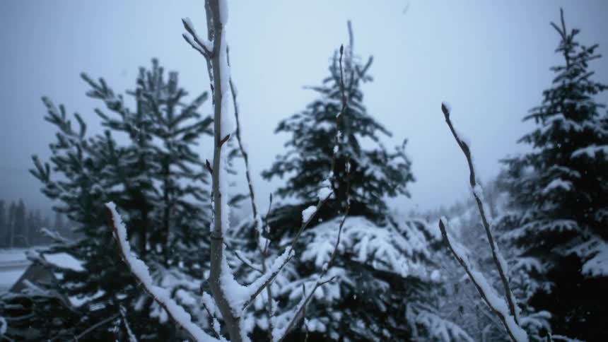 Snow falling on trees