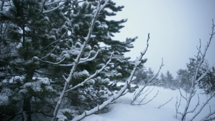 Snow falls around pine trees