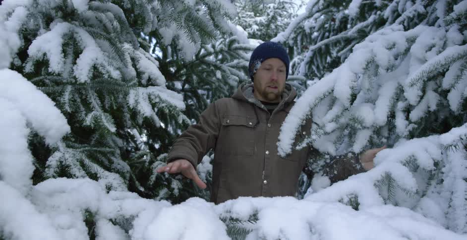 Snow covered trees