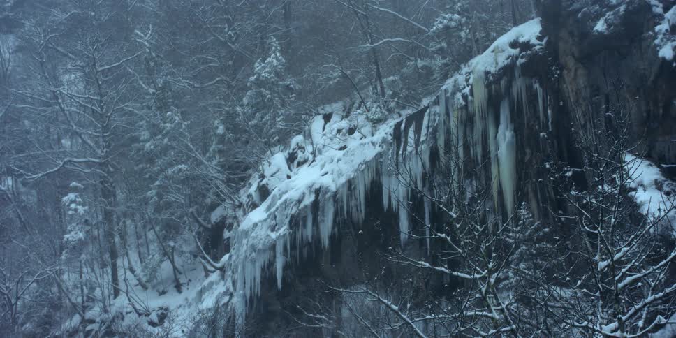 The trees and branches are covered with ice in this foggy forest