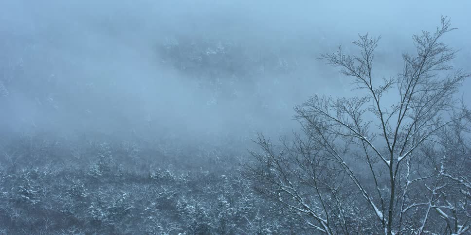 Mist floats above snowy trees