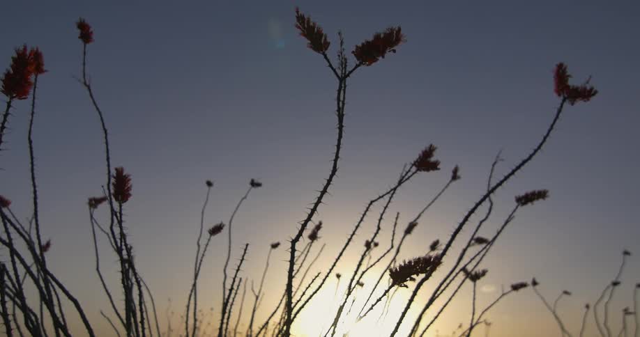 Some plants are blowing in the breeze