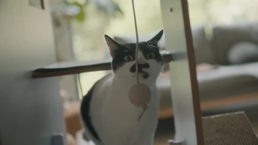 A cat sniffs the ball hanging from the string