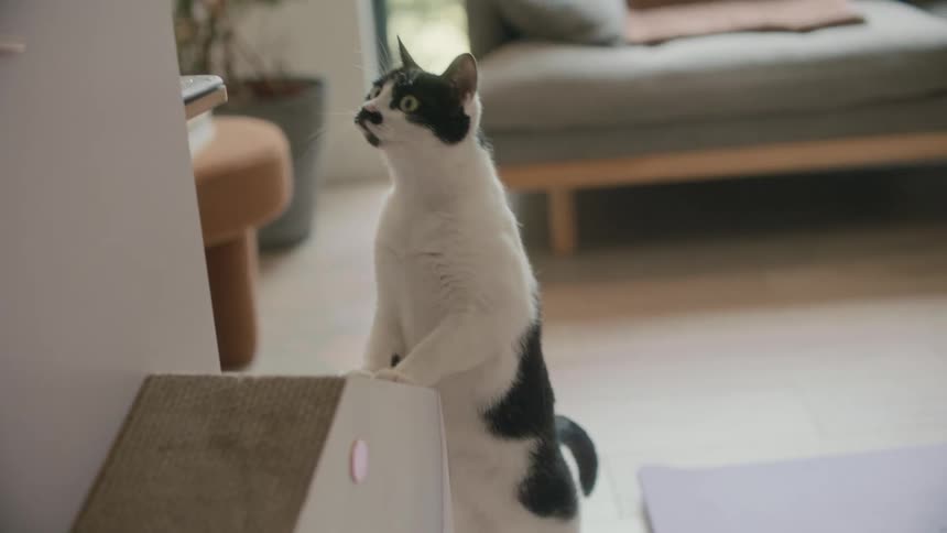 A cat is stepping up onto a pet house in a living room and licking its lips