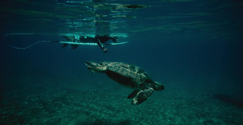Turtle swims underwater next to surfer lying on surfboard