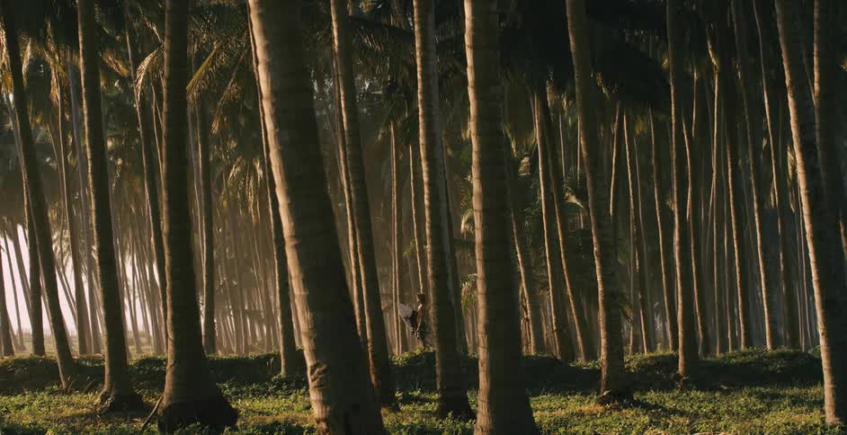 A view of trees in the middle of a forest