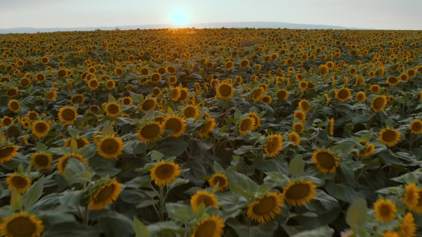 The glowing sun hangs low over a vast field of millions of yellow sunflowers