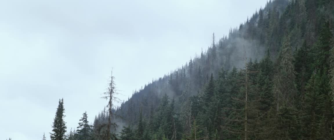 Fog or smoke rises slowly from the trees on a mountain forest slope