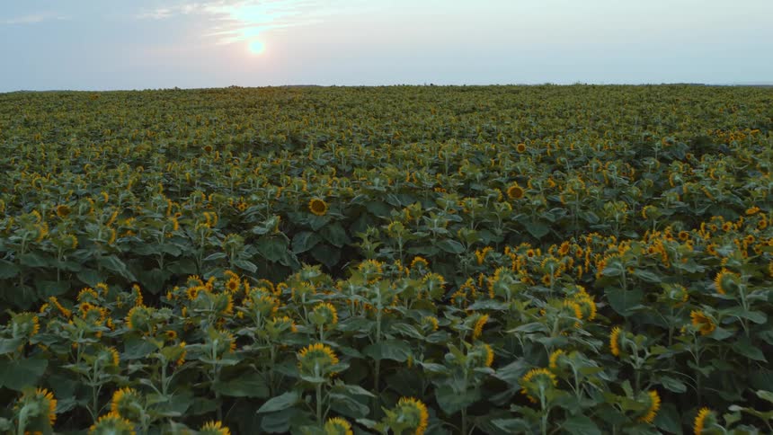 An endless field of sunflowers face the morning sun at dawn