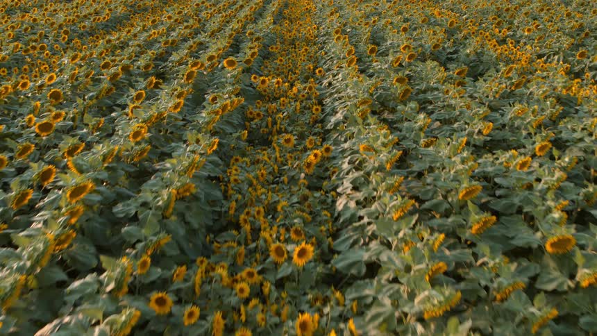 Tightly packed rows of sunflowers grow vigorously under warm sunshine
