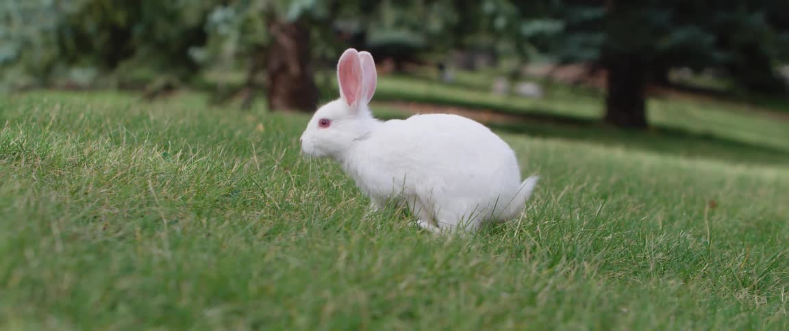 Small white rabbit walks on lawn in the public park