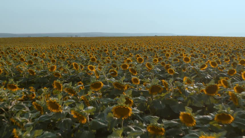 Low traverse over the tops of thousands of sunflowers growing in a vast field