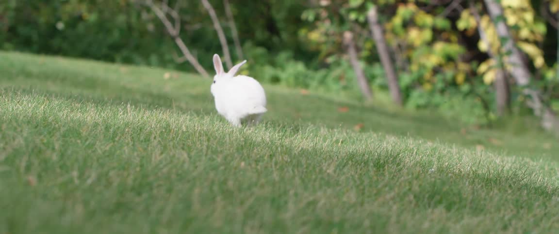 A rabbit is running across the grass in spring