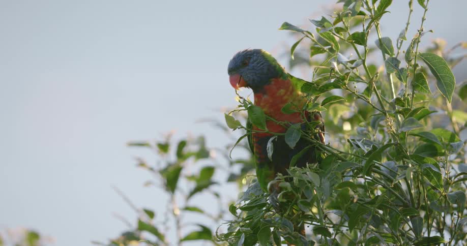 A bird is sitting in a tree during the spring