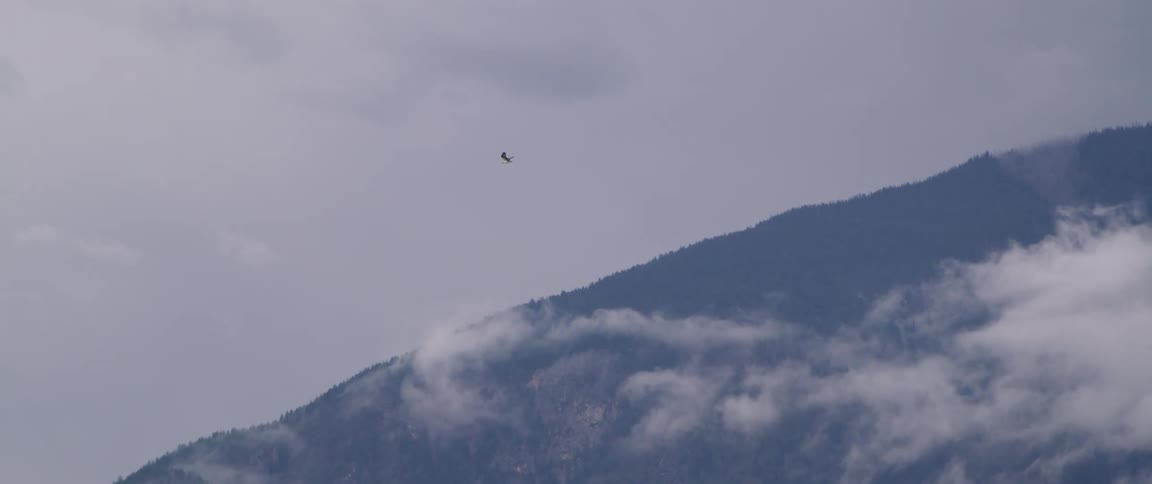 A bird is flying in the sky on a cloudy day