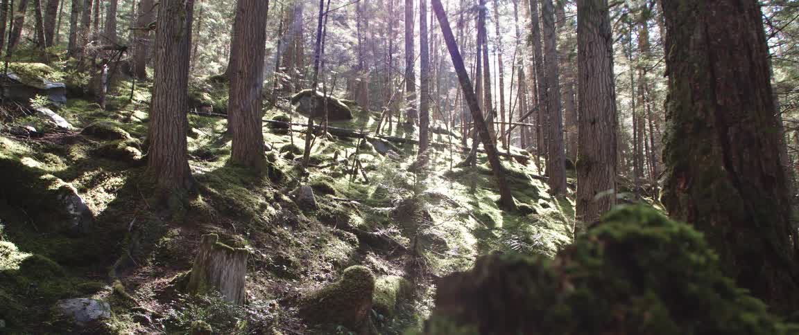 The forest is filled with bright sun