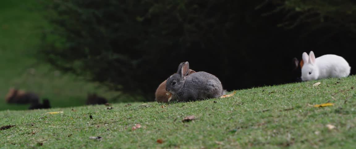 Brown gray and white rabbits graze on grass on hill slope