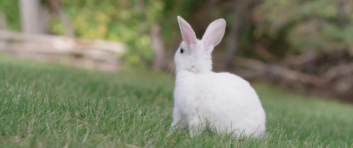 White small rabbit stands on lawn