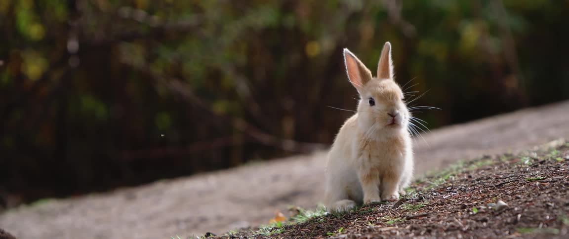 A white rabbit sitting outdoors during the day