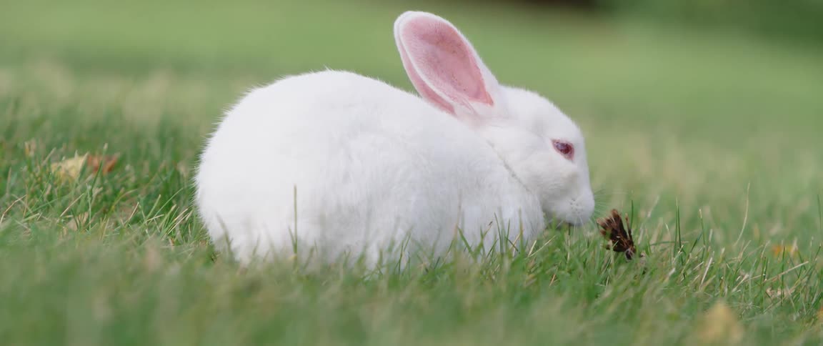A white rabbit is eating in a field of green grass