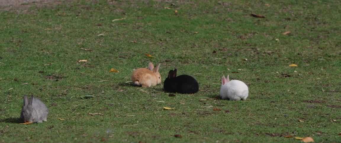 Group of rabbits eating green grass on the lawn