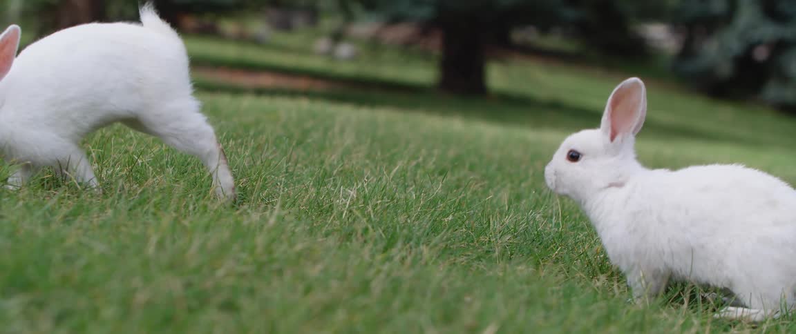 Small white rabbits graze and jumps on grass on lawn