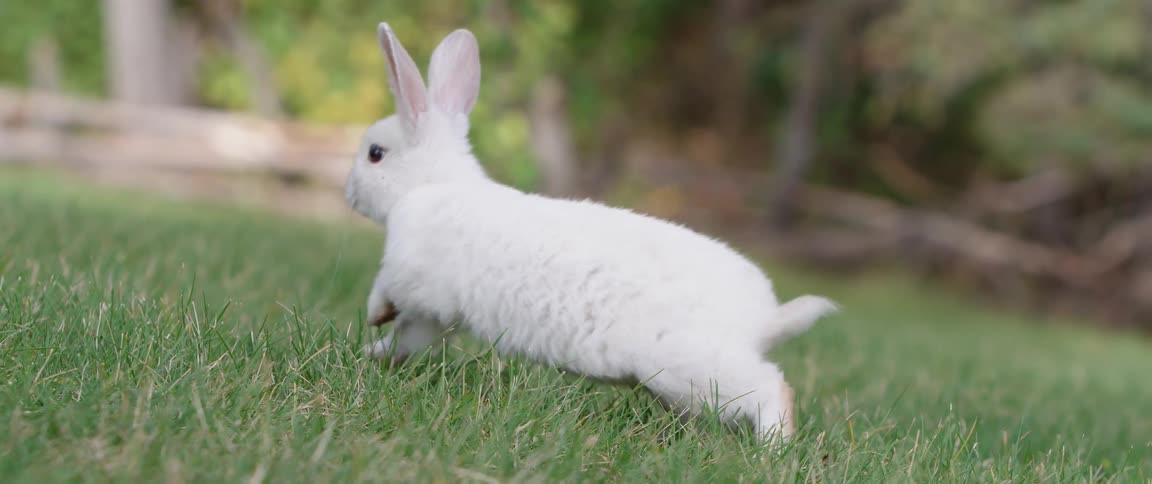 A white rabbit is hopping across a grass field