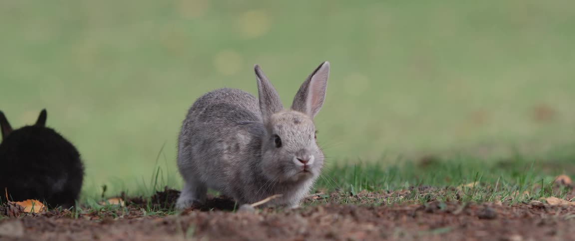 Small gray and black rabbits stand on grass in the field