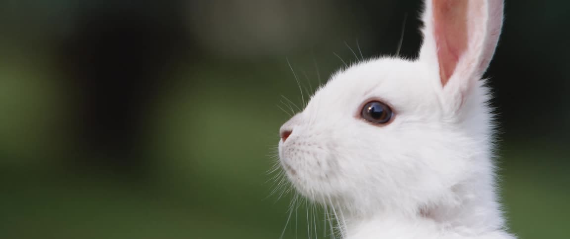 A white rabbit is standing outdoors in the grass