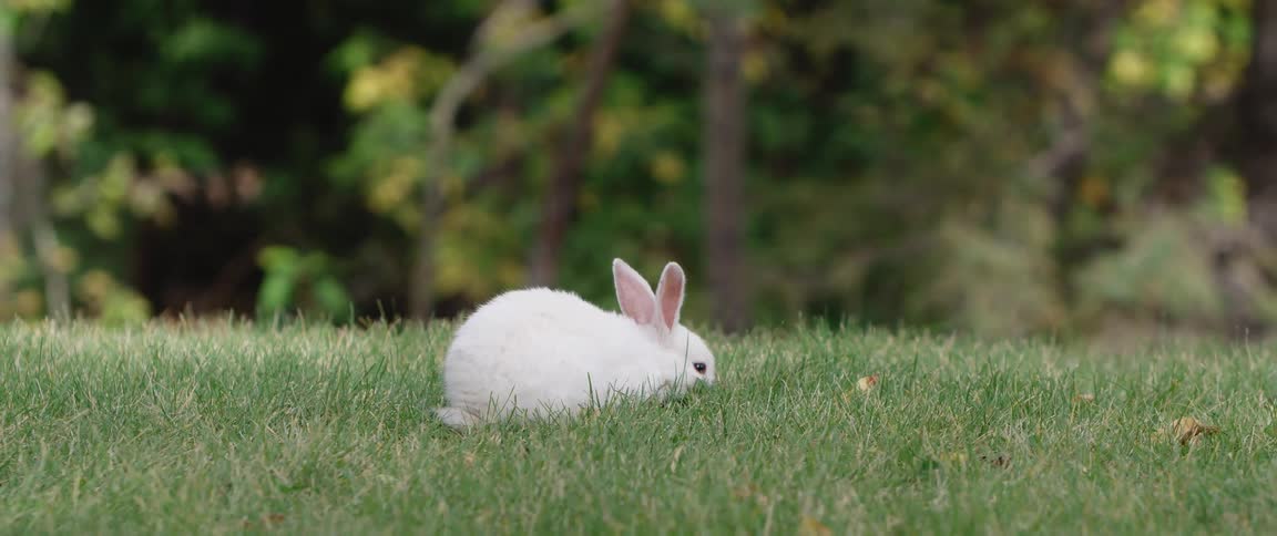 White rabbit grazes on grass on lawn