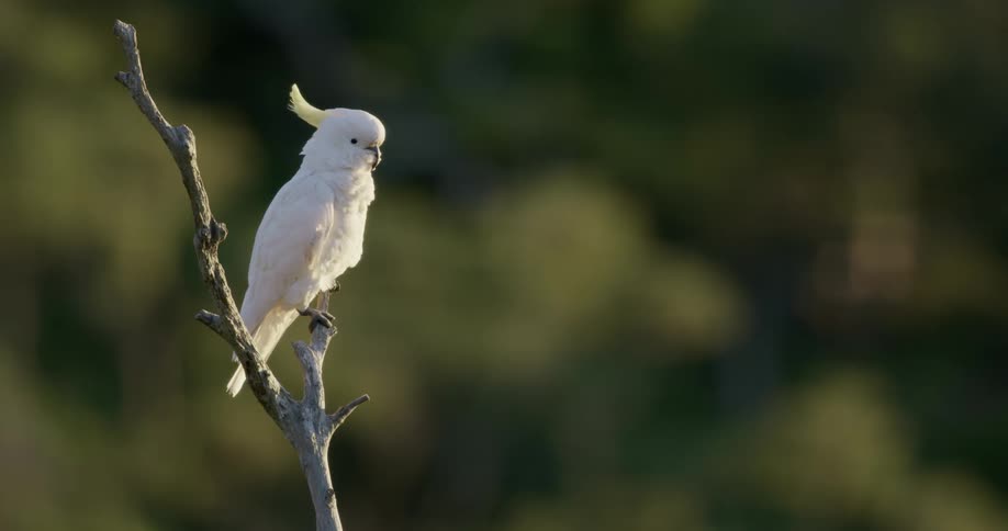 A bird is sitting on a branch in spring