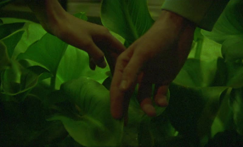 Hands fondling the green leaves of a plant on a dimly lit area